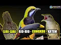 Lagu SIRI SIRI | RIO RIO | CUCAK CUNGKOK | KAPAS TEMBAK