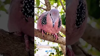                                  دندنها
