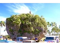 Download Lagu World's Largest Tsunami Debris - Maui's Rock - Tsunami Rock Tonga