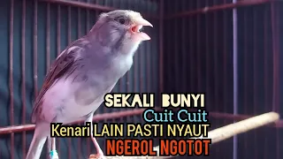 Kenari Gacor Cuit cuit Ngerol TAJAM, TERAPI AMPUH Kenari MACET, Pancingan Kenari Paud Belajar Bunyi