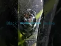 Young black widows are disappearing hunted down by the regal jumping spider