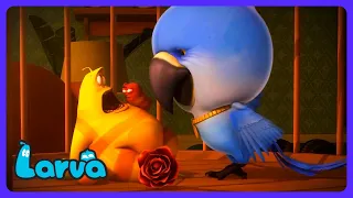 Yellow swallowed a WHOLE chicken?! 🍗 - Larva