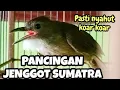 Download Lagu Terapi jitu cucak jenggot Sumatra malas bunyi pasti nyahut #birds #jenggot