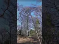 Download Lagu French Château du Haut-Kœnigsbourg Orschwiller Alsace Europe in Google Earth and Google Maps #google