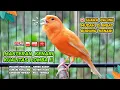 Download Lagu Kenari GACOR NGEREK‼️ Masteran Kenari PAUD dan Pancingan Kenari MACET BUNYI dan Betina NGIWIR - 111