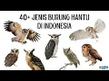 Download Lagu 40+ Jenis Burung Hantu di Indonesia