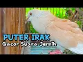 Download Lagu Burung Puter IRAK Ngangguk Gacor Bersuara indah Merdu Enak Di Dengar