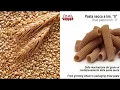 Come produrre pasta secca dalla macinazione del grano al confezionamento