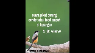 Download suara pikat burung cendet / pentet / toed ampuh MP3