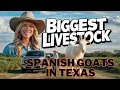 The Best Way to Raise Goats Texas Style