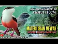 Download Lagu MASTERAN FULL ISIAN TEMBAKAN MEWAH || Untuk Murai batu ,Cucak ijo ,Kacer ,Cendet dll