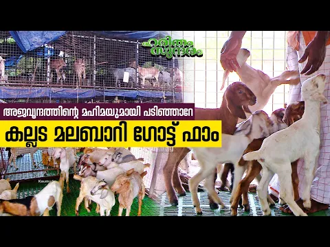 Download MP3 Features of Kollam Malabari Goat farm | Haritham Sundaram EP 419