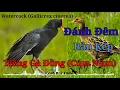 Lagu Tiếng Gà Đồng (Cúm Núm) Bản Kép Đánh Đêm, Cực Nhạy Với Gà Tơ - Water Cock Call Song | Kênh Bẫy Chim