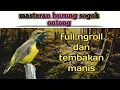 Download Lagu masteran suara sogok ontong 2021 (suara burung)