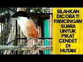 Download Lagu Pancingan Suara Pikat Cendet di Hutan