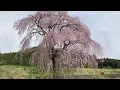 Haru/Fennesz &Ryuichi Sakamoto