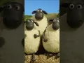 Download Lagu How high can sheep bounce? 🤔🐑 Championsheeps #shorts #shaunthesheep #sports