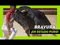 Download Lagu Los TOROS SALVAJES más BRAVOS soltados en 2024 ¡Qué ANIMAL!