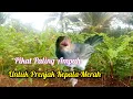 Download Lagu Suara Pikat Prenjak Kepala Merah Jantan Dan Betina Suara Asli Alam
