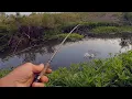 Download Lagu Giant Rio Grande Cichlid, Catch, Clean, Cook  Tenkara Fly Fishing  Spaghetti