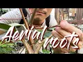 Aerial Roots Basics Why They Grow and How To Use Them To Our Advantage
