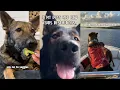If my dogs had New Year s resolutions