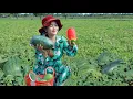 Download Lagu Water Melon Seeking At The Farm And Make Water Melon Juice At Home