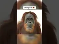 Animals with Down syndrome