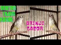 Download Lagu masteran kasar brinji gacor