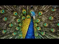 3 John Dee s Hieroglyphic Monad Explained Class 3d of 24 FINAL PART -