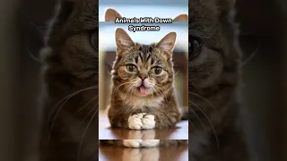Animals With Down Syndrome