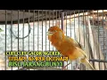 Download Lagu kenari gacor panjang Cuit Cuit EMOSI, Pancingan Kenari Paud Belajar Bunyi, terapi AMPUH Kenari MACET