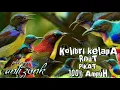 Download Lagu suara pikat burung Kolibri kelapa ribut paling ampuh || pikat ampuh burung Kolibri kelapa (korlap)