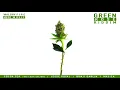 Bunji Garlin- Caribbean Girls {Green Rose Riddim} | Walshy Fire Presents