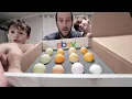 The MOST we ve spent on eBay chicken eggs KKTECT Egg Incubator
