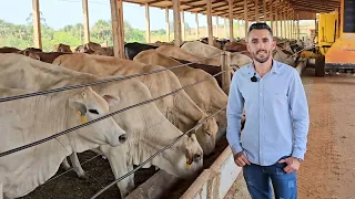 ELE TEM MUITO RESULTADO COM NOVILHAS DE CRUZAMENTO INDUSTRIAL