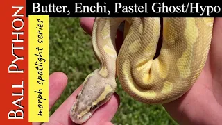 BALL PYTHON MORPH SPOTLIGHT The butter enchi pastel ghost