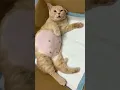 Download Lagu How beautiful is this cat after giving birth to kittens