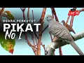 Download Lagu Perkutut lokal gacor RAJA PIKAT ahlinya bikin  burung perkutut nyambar