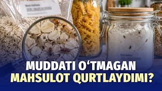 Qurtlagan shokolad: u yaroqlilik muddati o‘tmagan mahsulotlarda ham uchraydi