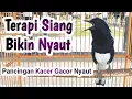 Pancingan Kacer Gacor Ngeplong Di siang Hari Bikin Kacer Bahan Jadi Emosi Langsung Nyaut Gacor