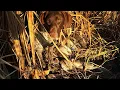 3 Man Duck Limit in 1 hour SW Indiana