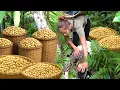 Download Lagu Harvest Huge peanut garden to sell - Accidentally Help a pregnant girl who had an accident