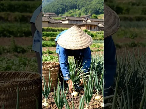 Chinese vs Wild onion 🥰 Modern agriculture vs traditional agriculture #modernagriculture #shorts