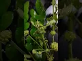 Download Lagu 368. My Exptl Lrng Flowers of Garden City Knowing Persian Silk Tree (Fabaceae) Uses