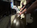 Maggie demanding to be petted on August 16 2026