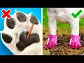 Download Lagu GENIUS HACKS FOR SMART PET OWNERS