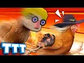 The Chicken and Potato Duel Gmod TTT