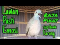 Download Lagu Perkutut lokal gacor Lawan Pasti Emosi
