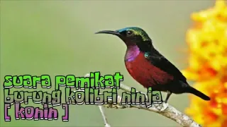 Download suara pemikat burung kolibri ninja [ konin ] 2020 MP3